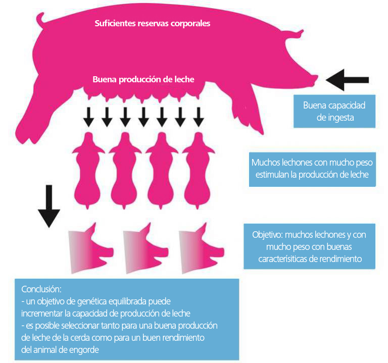 Buscando cerdos con intestinos sanos y eficientes